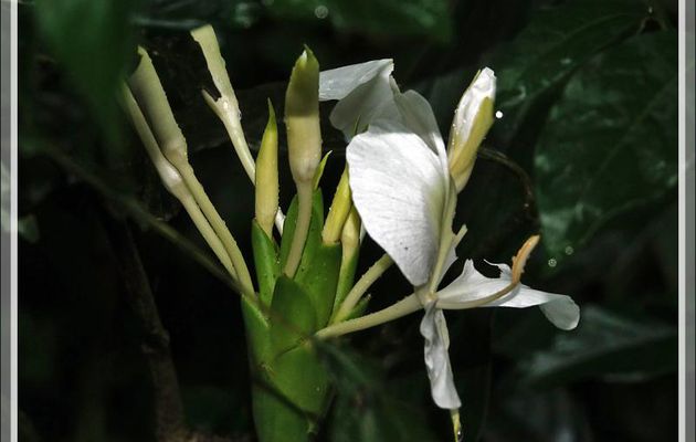 Gingembre blanc, White ginger lily, Mariposa blanca (Hedychium coronarium) - Puerto Iguazu - Argentine