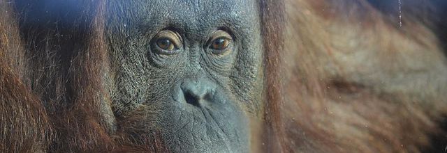 Ménagerie du Jardin des Plantes : L'Orang-Outan
