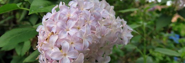 Nos fleurs du jardin -7