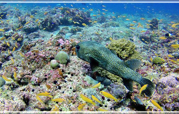Grand poisson porc-épic ou Diodon commun, Black-spotted porcupinefish (Diodon hystrix) - Panettone Kandu - Atoll d'Ari - Maldives