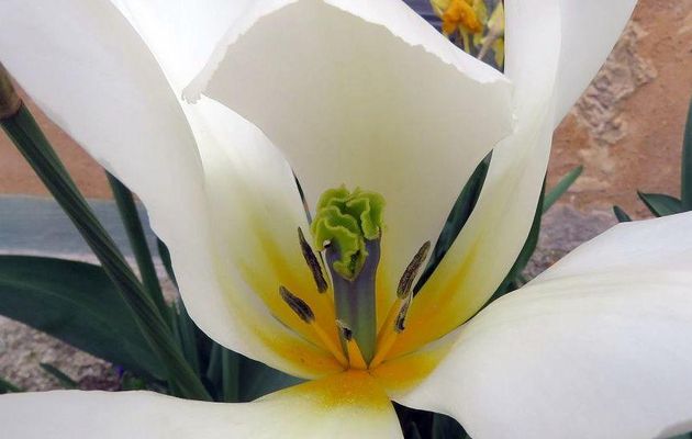fleurs en macros