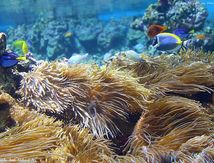 Mare Nostrum