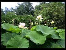 Lotus sacrés (Nelumbo nucifera)