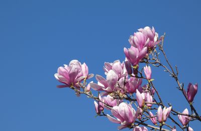 LES FLEURS DU SAMEDI