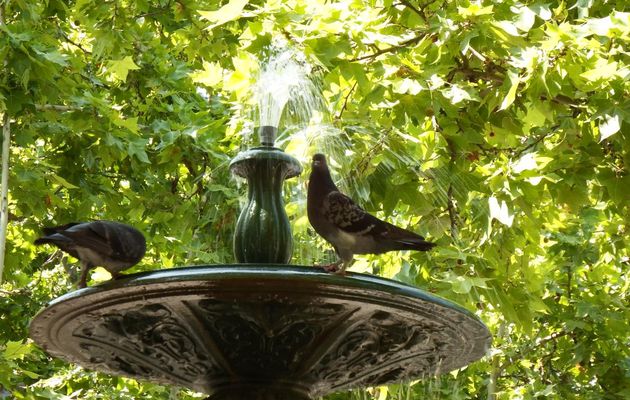 un pigeon qui boit et +++