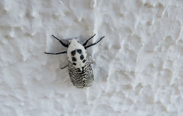 un insecte inconnu  !