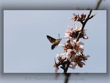 Moro sphinx ou Sphinx colibri ou Sphinx du caille-lait (Macroglossum stellatarum) - Sphingidae