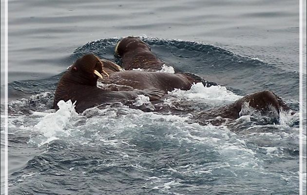 La fuite des Morses, Walrus (Odobenus rosmarus) - Mer des Tchouktches - Alaska