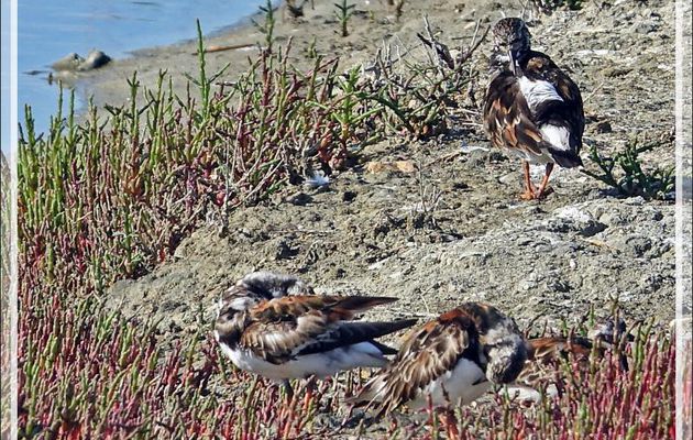 Tournepierre à collier, Ruddy Turnstone (Arenaria interpres) - Ars-en-Ré - Ile de Ré - 17