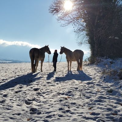 Le 22 novembre 2025 : Transferts des chevaux et poneys pour l'hiver