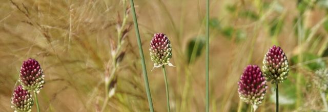 Allium sphaerocephalon 