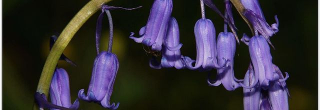 Jacinthe des Bois (2) - Hyacinthoides non-scripta