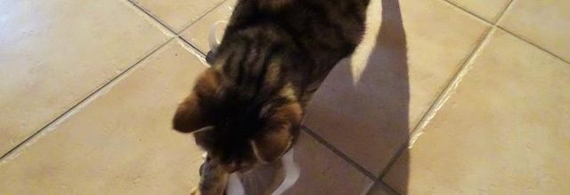 Dimanche c'est chat