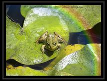 Un petit arc en ciel pour une garnouille...