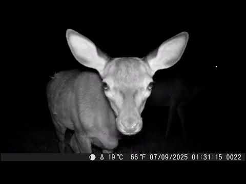 6-10/09/2025 : cerf, biche et faon, daguet, sanglier, martre, chat sauvage - Lartigau - Milhas - 31