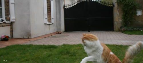 Mise en pattes !!!