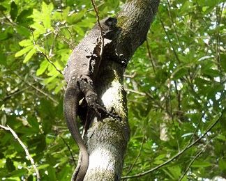 L'Eungella national park