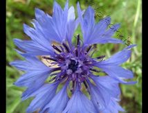 Centaurée bleuet
