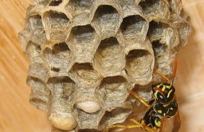Polistes