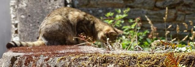 Dimanche c'est chat