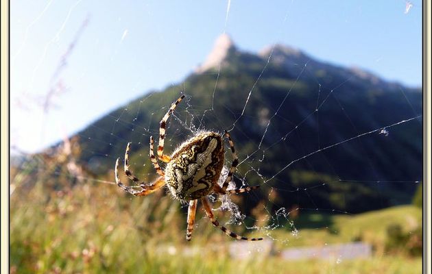 Faune des Pyrénées (Images de mon ancien blog, année 2009)