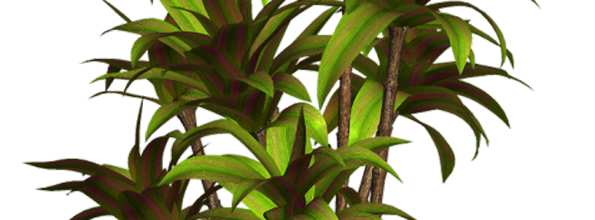ѼVegetation