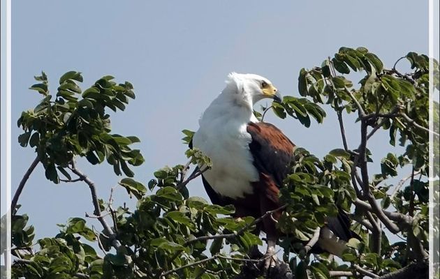Pygargue vocifère ou Aigle pêcheur, African Fish Eagle (Haliaeetus vocifer) - Safari terrestre - Parc National de Chobe - Botswana