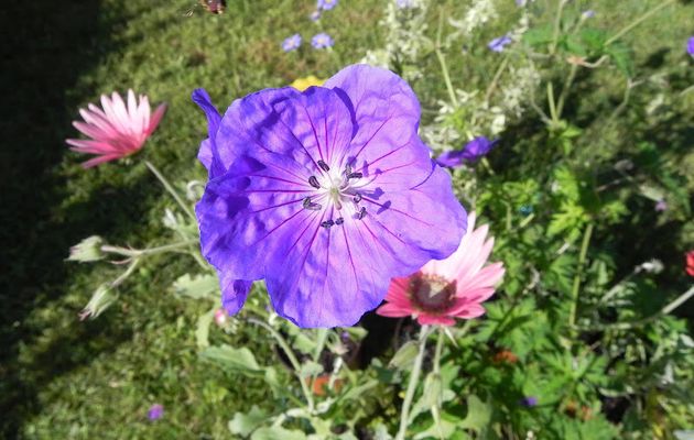 Des fleurs comme les autres !