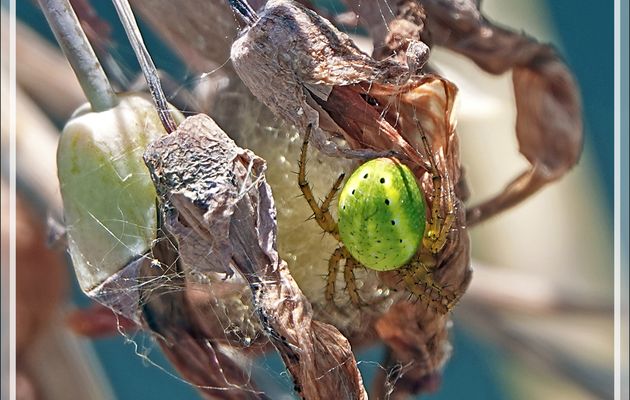 Araignée Épeire concombre, Cucumber green spider (Araniella cucurbitina) - Lartigau - Milhas - 31