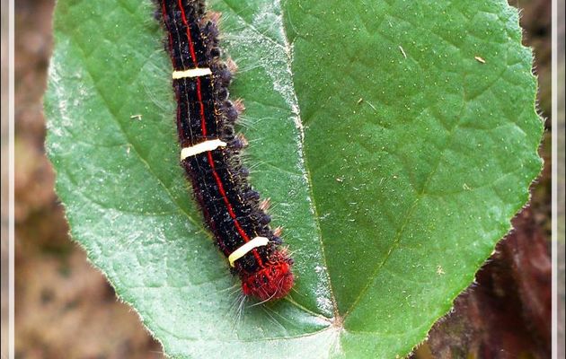 Chenille - Lac Sandoval - Pérou