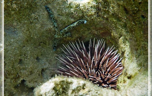 Oursin perforant ou Oursin de roche, Rock boring urchin (Echinometra mathaei) et étoile de mer  Comète de mer ou Ophidiastérie multicolore, Comet starfish (Linckia multifora) - Moorea - Polynésie