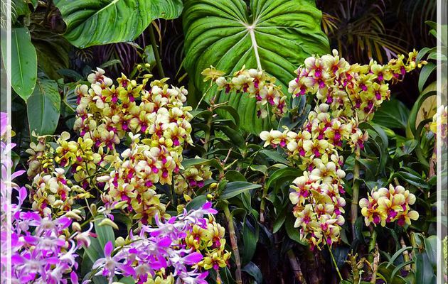 13/09/22 : tout comme l'aperçu rapide du jardin botanique, un autre aperçu du jardin et des serres à orchidées - Singapore Botanic Gardens (新加坡植物园, Taman Botanik Singapura) - Singapour