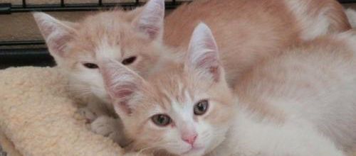 2 chats frère et sœur réunis grâce à l'amour de leurs maîtres