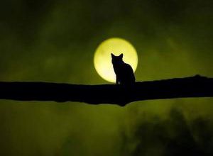 Spectacle de Lune rouge