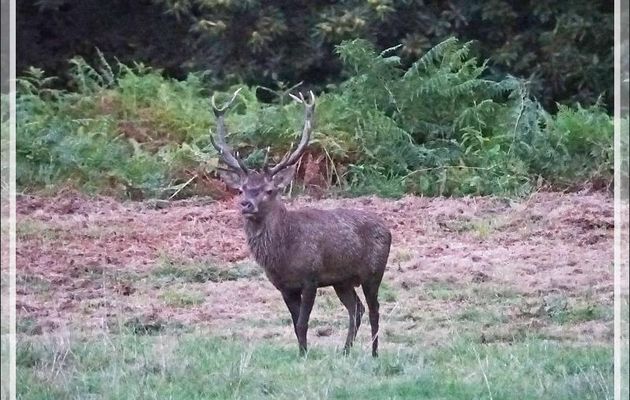 24/09/2019, 7h30mn : brame du cerf vu de la route - Lartigau - Milhas - 31
