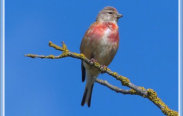 Linotte mélodieuse mâle, Common Linnet (Linaria cannabina) - La Couarde-sur-Mer - Île de Ré - 17
