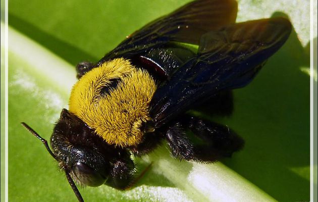 Un malheureux bourdon agonisant, le seul insecte intéressant observé sur ces ilôts  - Thudufushi - Atoll d'Ari - Maldives