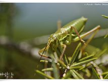 Ephippigères ♂
