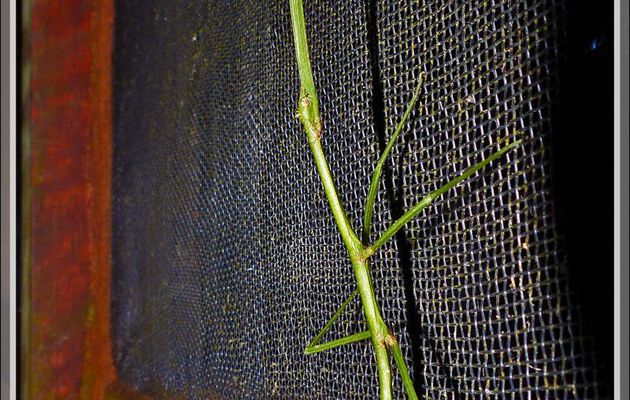 Phasme vert (green stick insect) - Inkaterra Hacienda Concepcion - Puerto Maldonado - Pérou