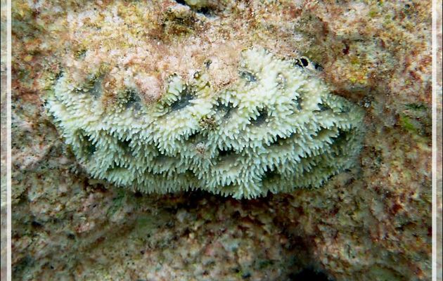 Gros plan sur des fleurs de corail - Atoll de Fakarava - Tuamotu - Polynésie française