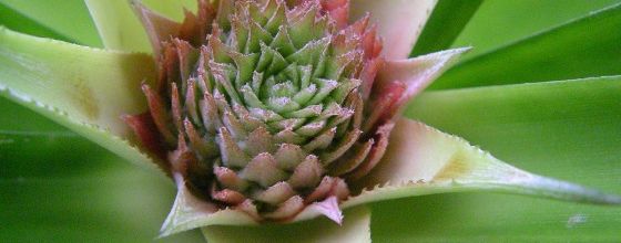 l'ananas