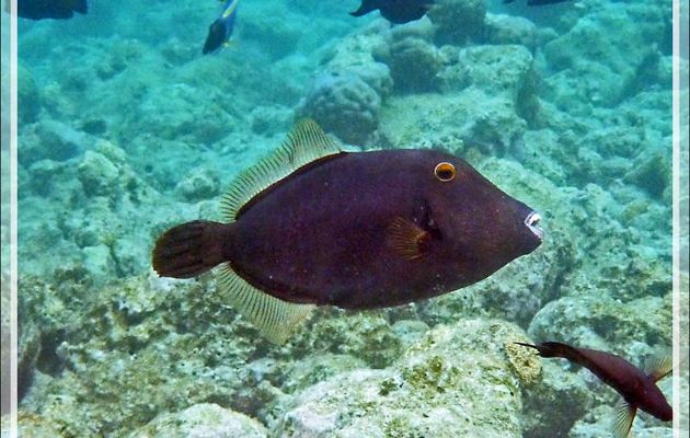 Snorkeling : Baliste strié, Baliste ondulé, Orange-lined triggerfish, Ondulate triggerfish, Striped triggerfish (Balistapus undulatus) - Moofushi - Atoll d'Ari - Maldives