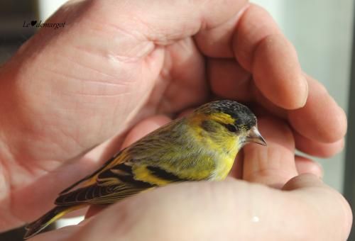 Quand un oiseau rencontre une baie vitrée...