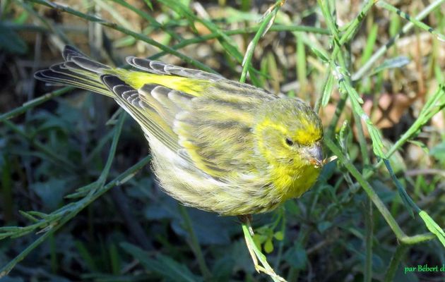 un bel oiseau !