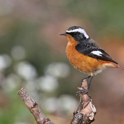 Le Rougequeue de Moussier