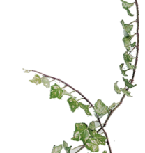 Ѽ Vegetation 