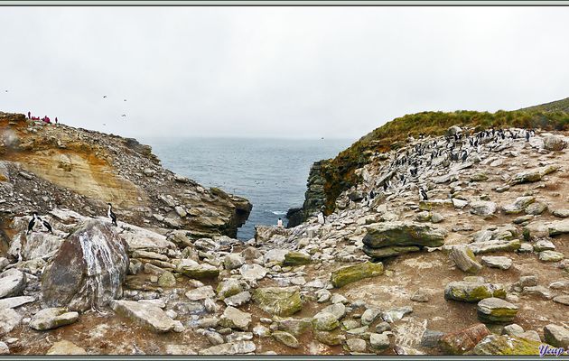 Après avoir traversé l'île après notre débarquement, nous arrivons à la "Falaise aux Oiseaux" - New Island - Falkland Islands, Iles Malouines, Islas Malvinas