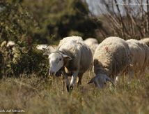 Caussenardes des Garrigues