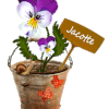 760 - pensées, floral, signature, gif anime
