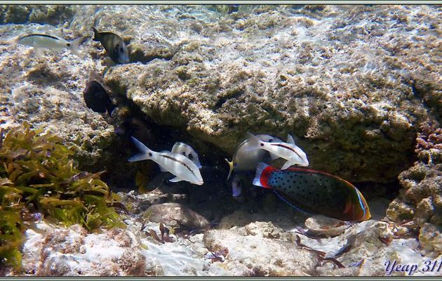 Girelle reine femelle (Coris formosa) et Rougets de Mer Rouge ou Rougets barbet-à bande noire (Parupeneus forsskali) - Bird Island - Seychelles